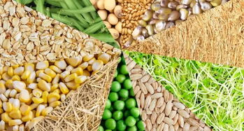 中国市场崛起 加拿大萨省粮油食品出口额创新高，达36亿加元